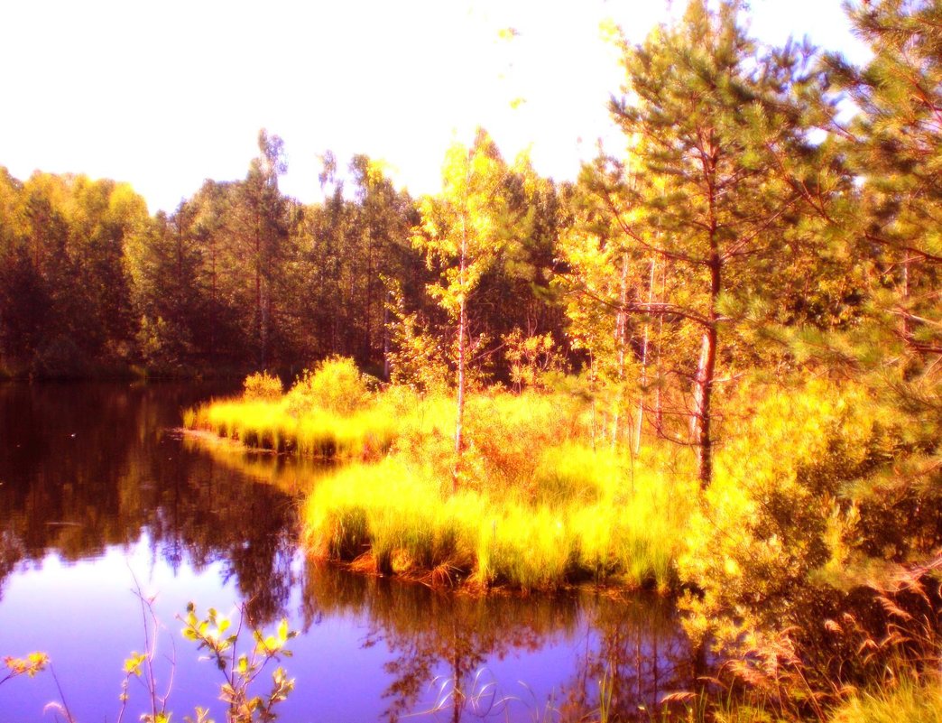 золотая осень - александр дмитриев 