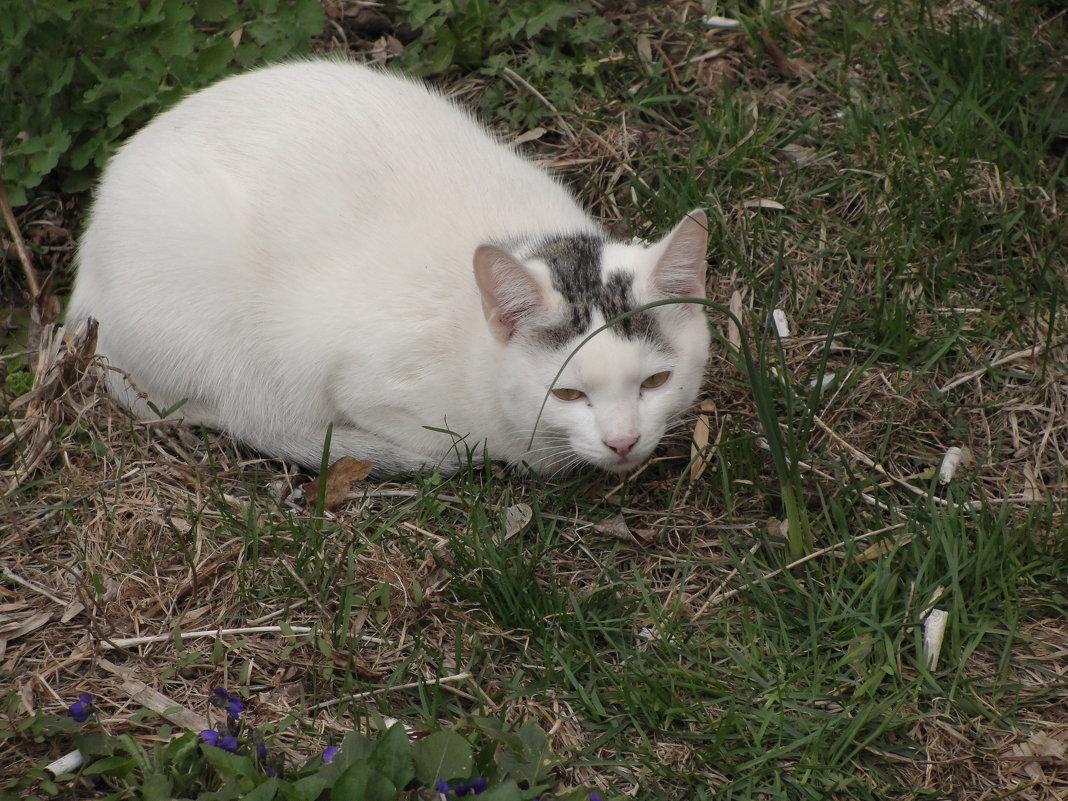 белая кошка - kate grayeyed