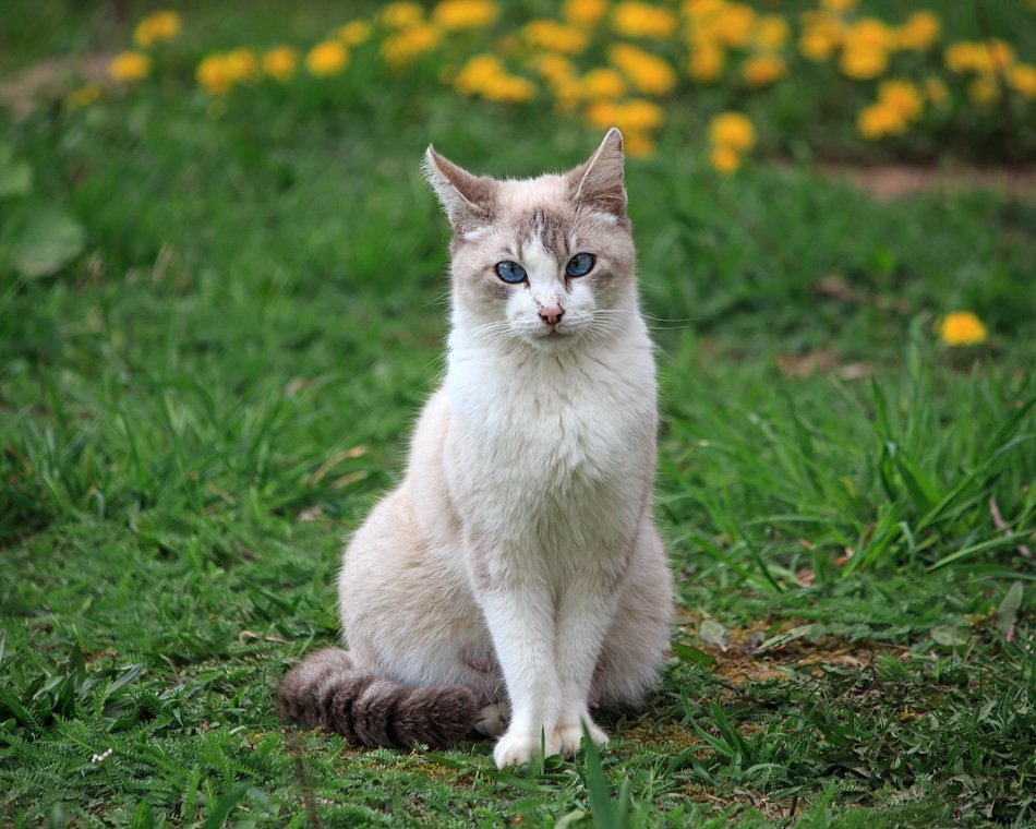 Весенняя котомодель - Ирина Приходько