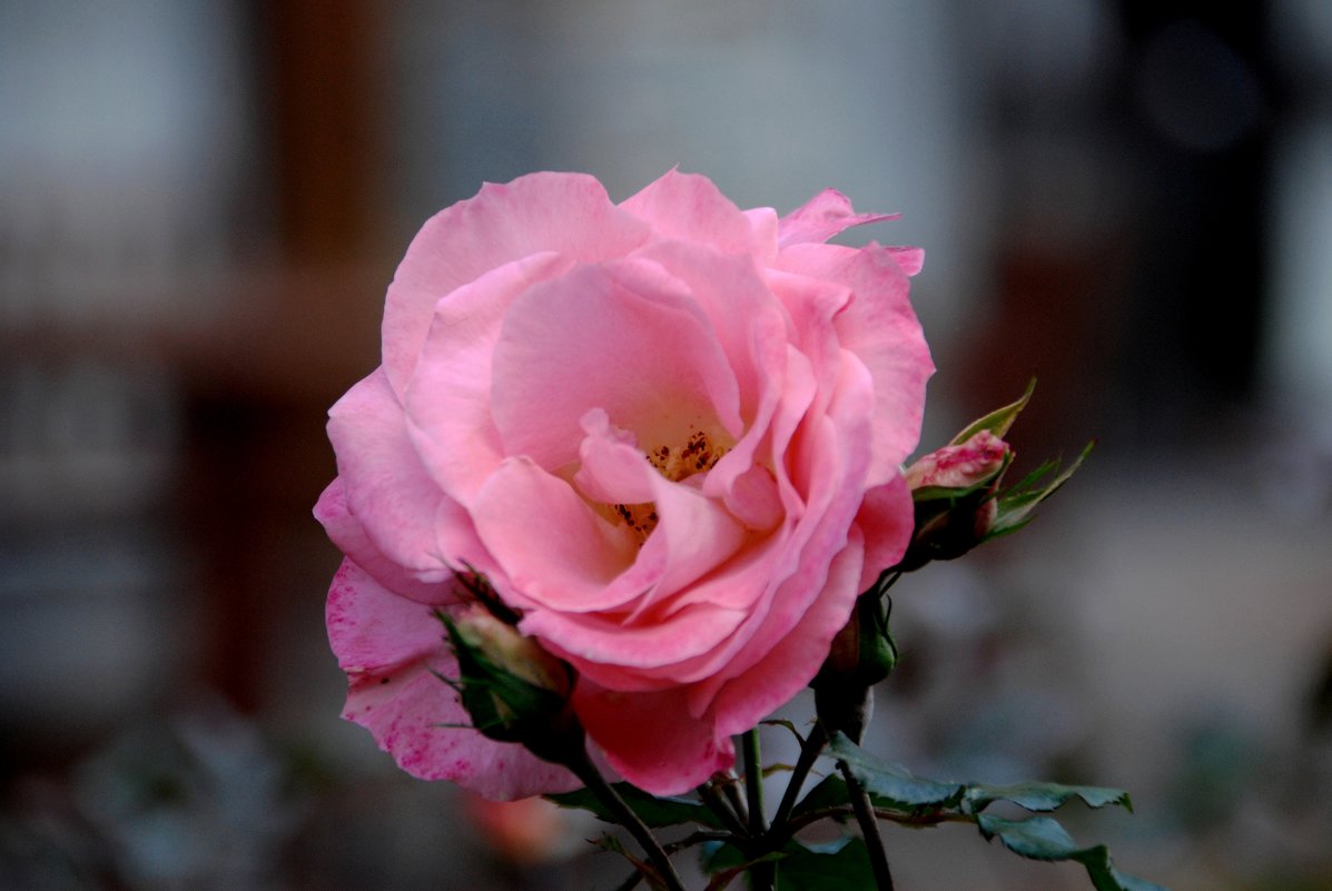 Новозеландская роза - Tatiana Belyatskaya