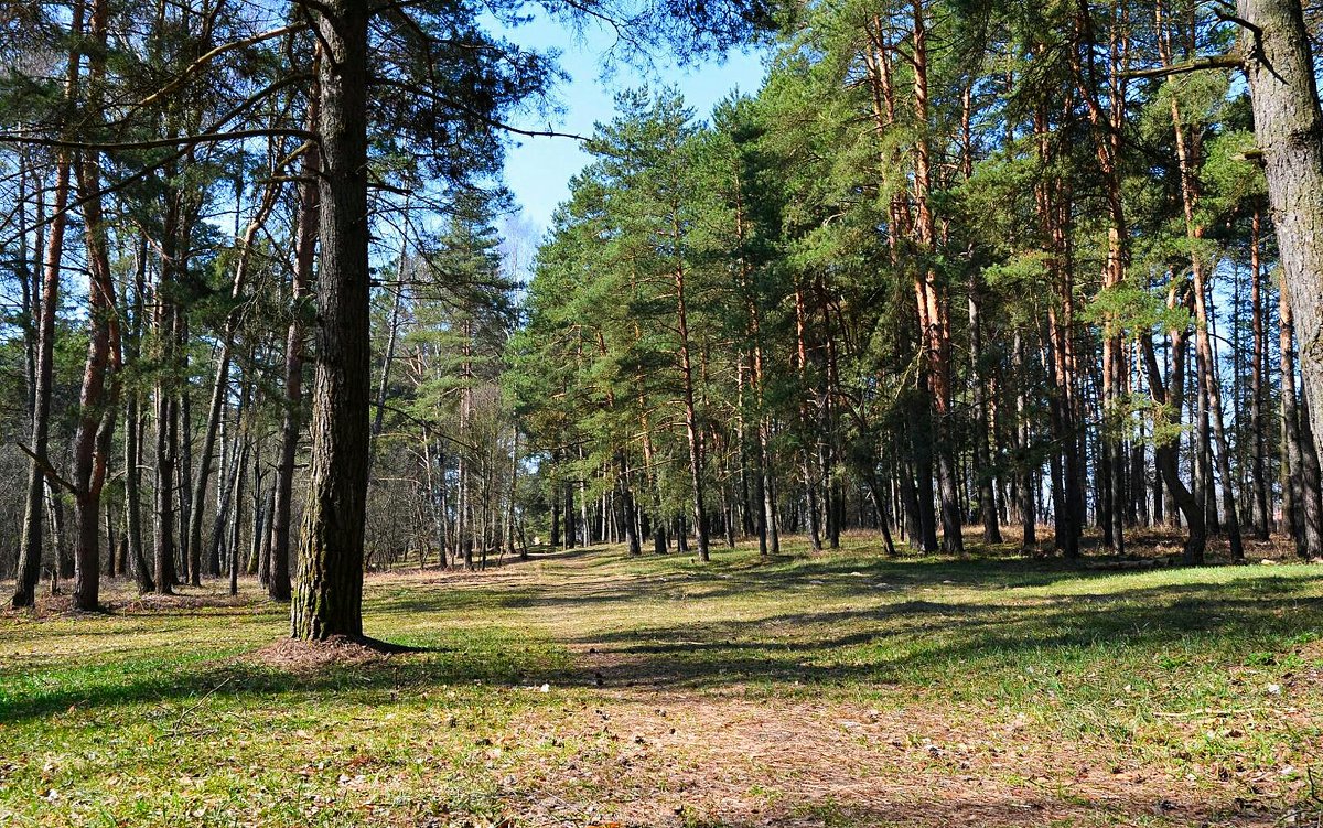 Весна в лесу - Милешкин Владимир Алексеевич 