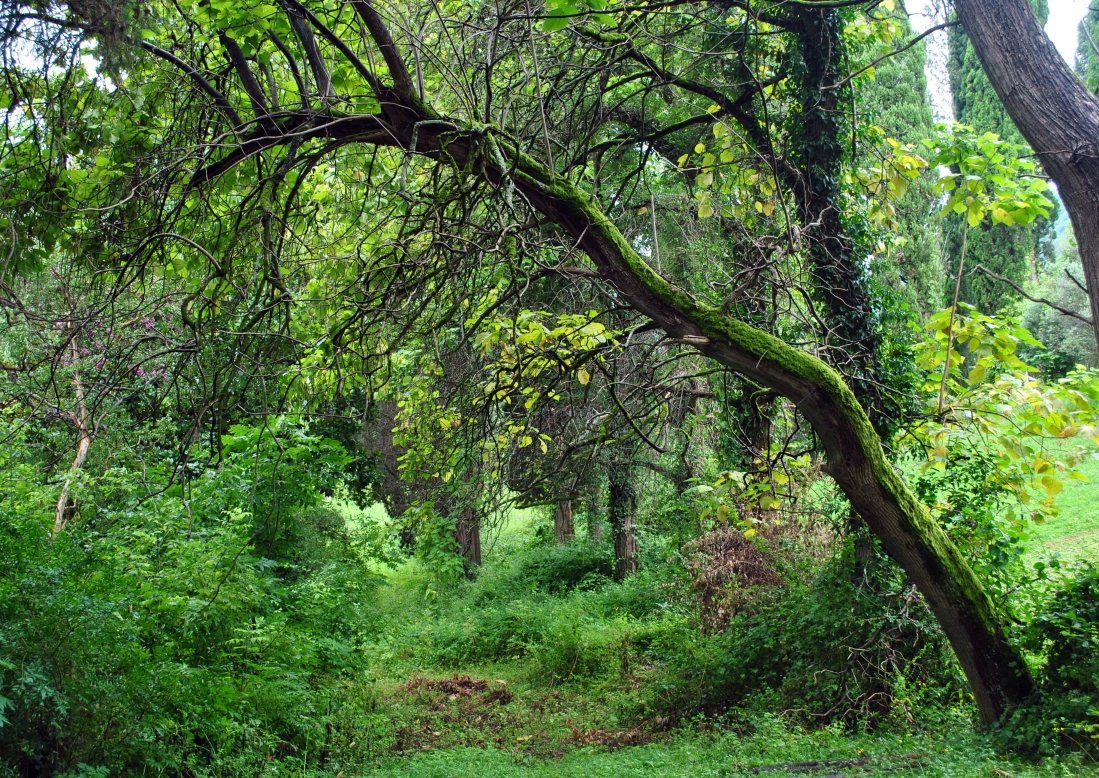 Абхазский лес - Анастасия Циулина