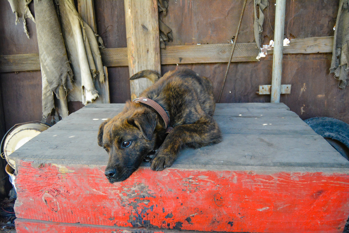 усталый пёс - Света Кондрашова