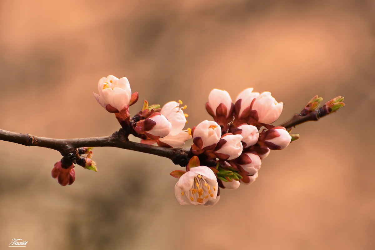 Весеннее цветение абрикоса - Sergey (Apg)