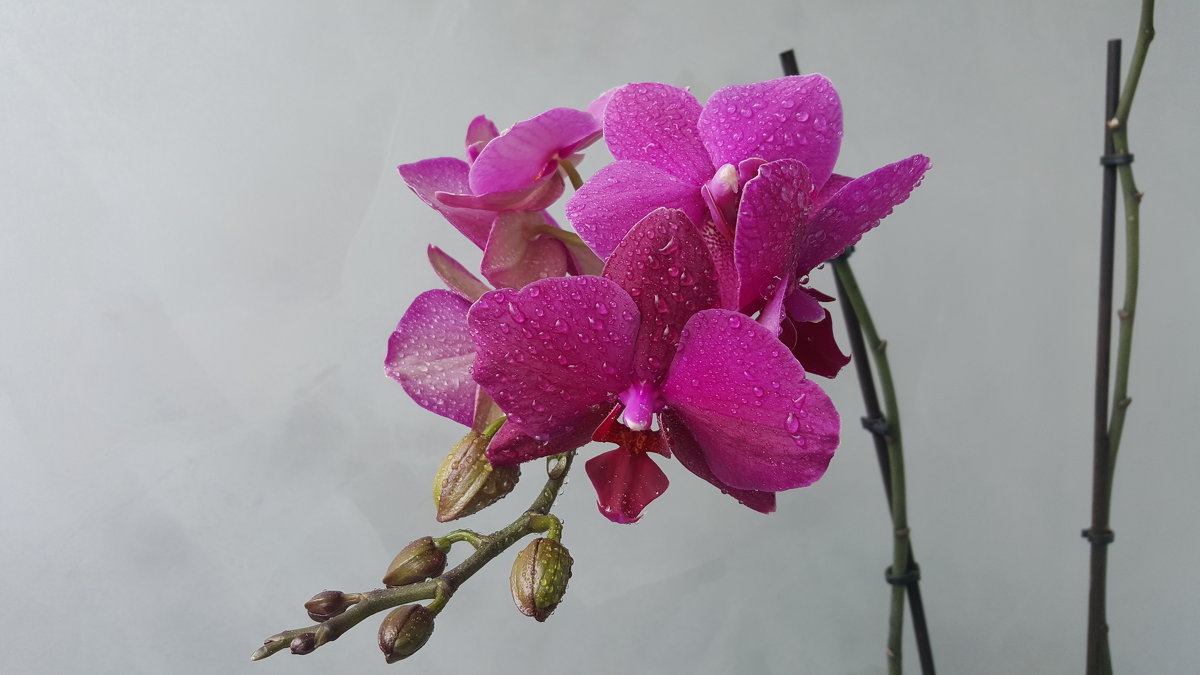 Орхидея - Любовь 