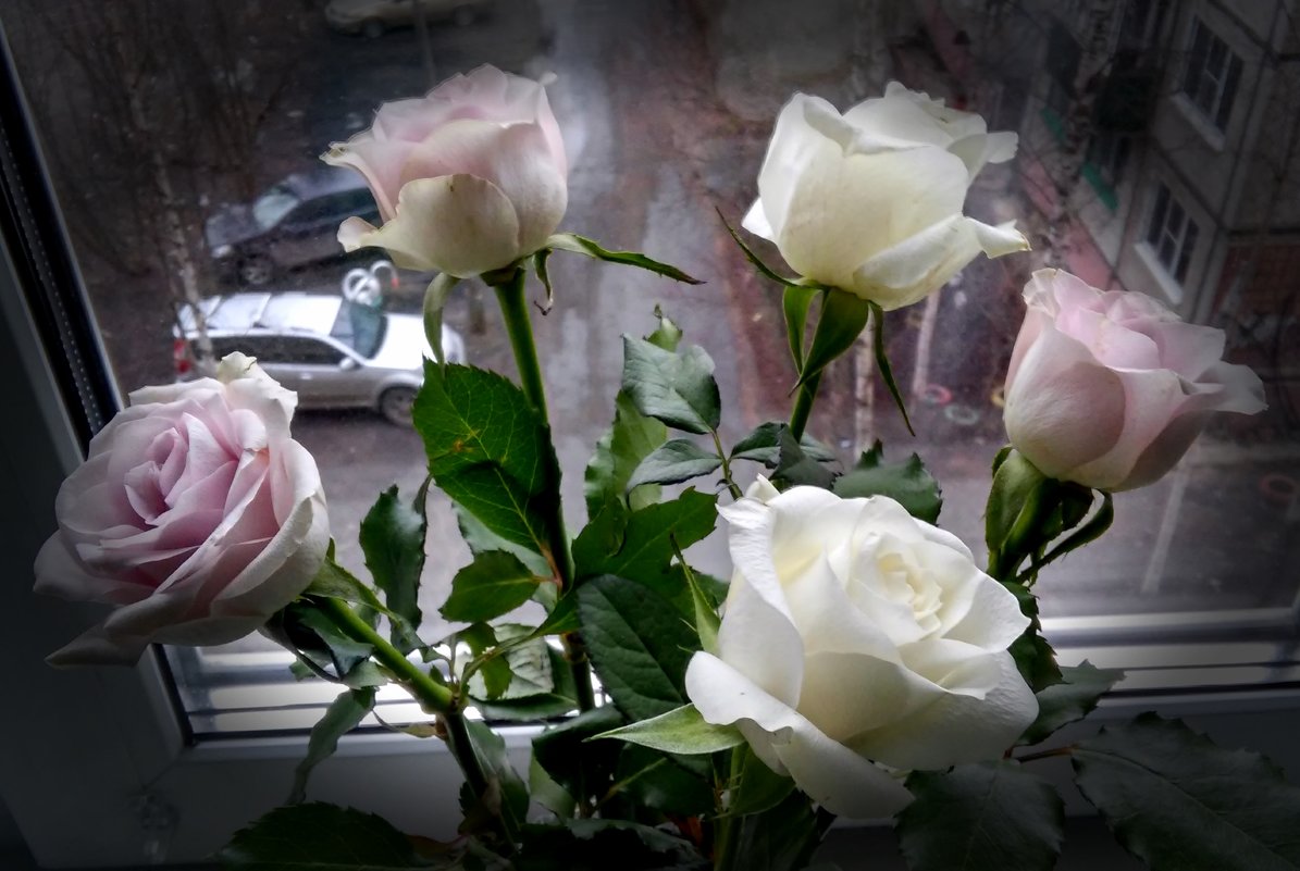 Розы... и дождь за окном - Елена Байдакова