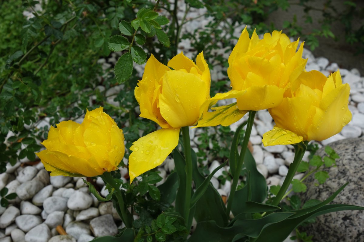 ...Тюльпаны…  Мелодия желтого света.... - Galina Dzubina
