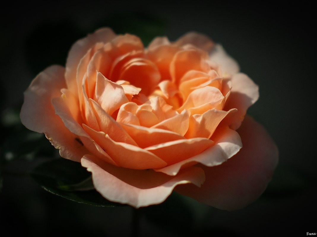 Загадочная роза - wea *