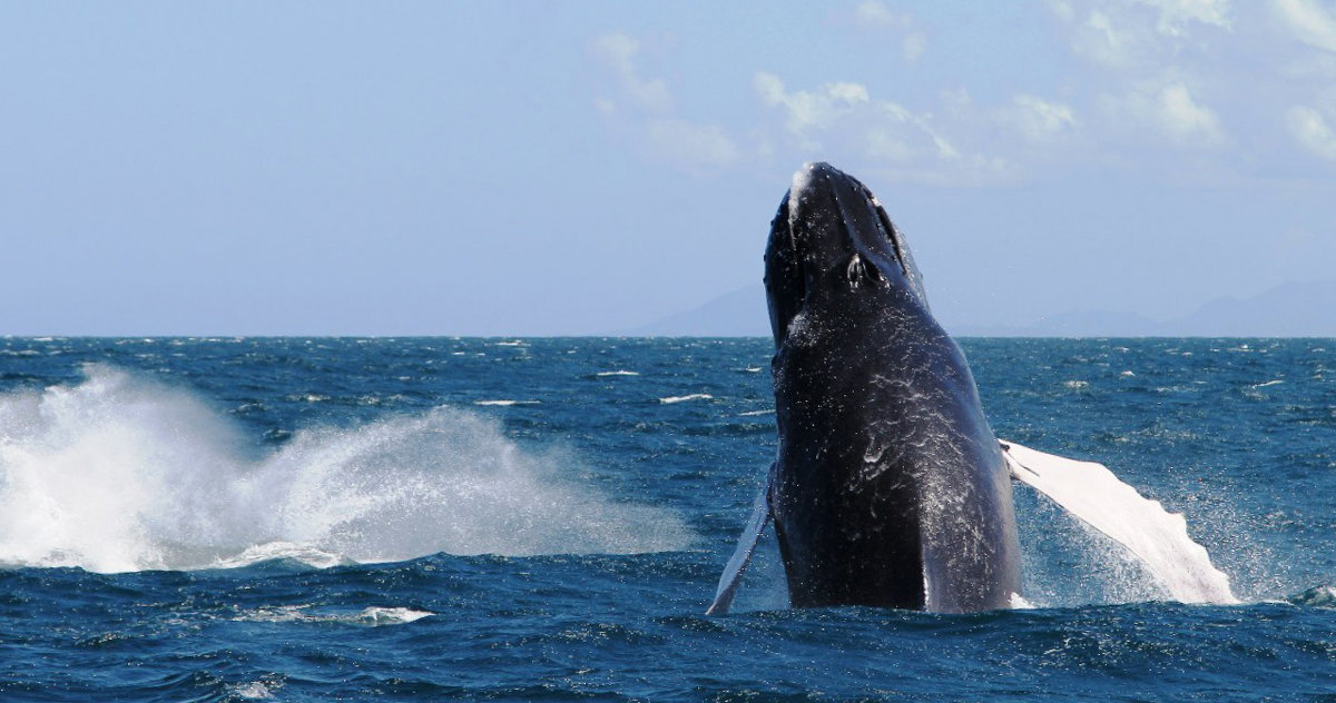 горбатый кит - Станислава Боо