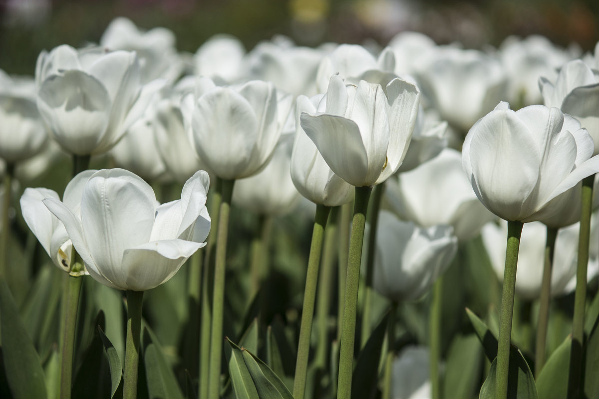Белые тюльпаны - Марина 