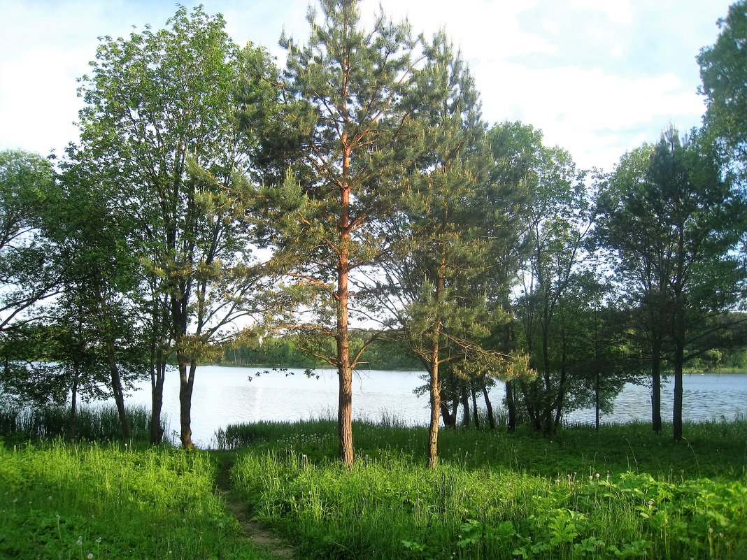 Минская область.лес - Ирина 