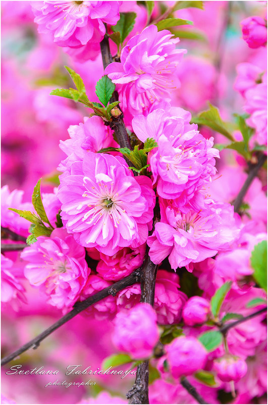 Каждую весну восхитительная сакура расцветает снова, принося радость и надежду обновления. - SVETLANA FABRICHNAYA