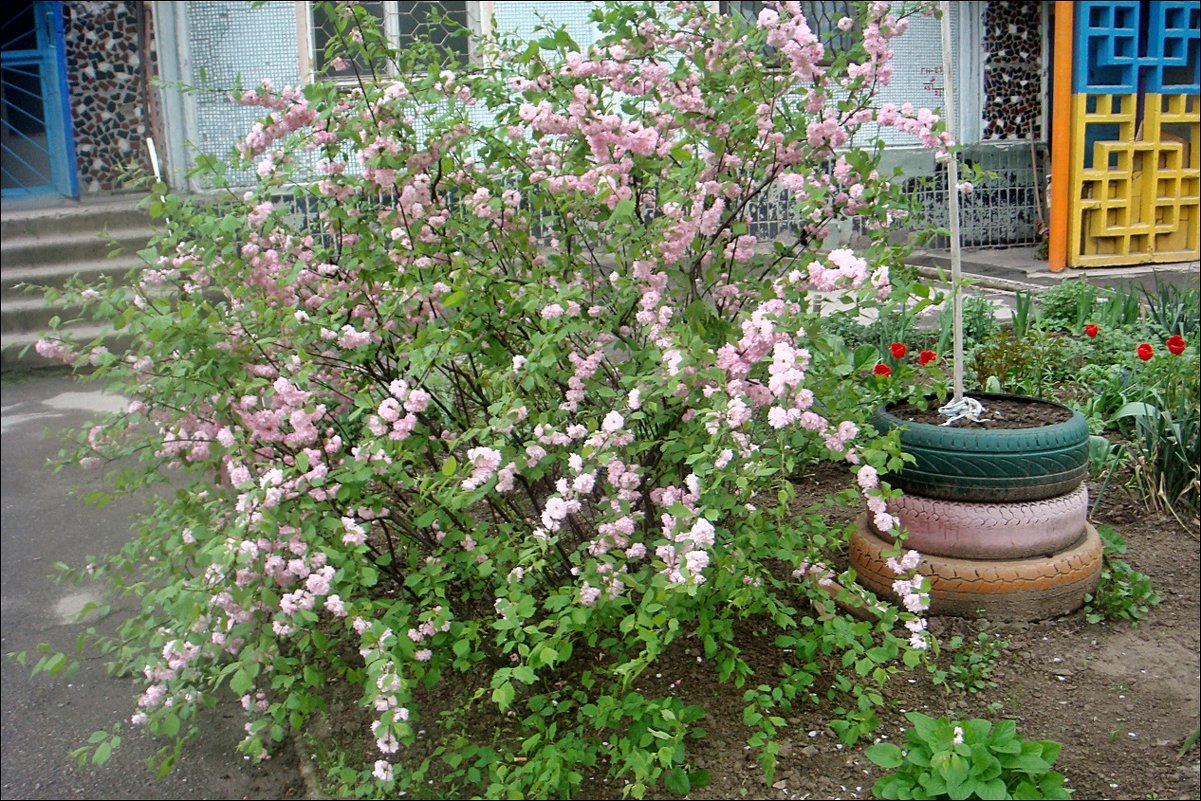 Розовая весна из соседнего двора - Нина Корешкова