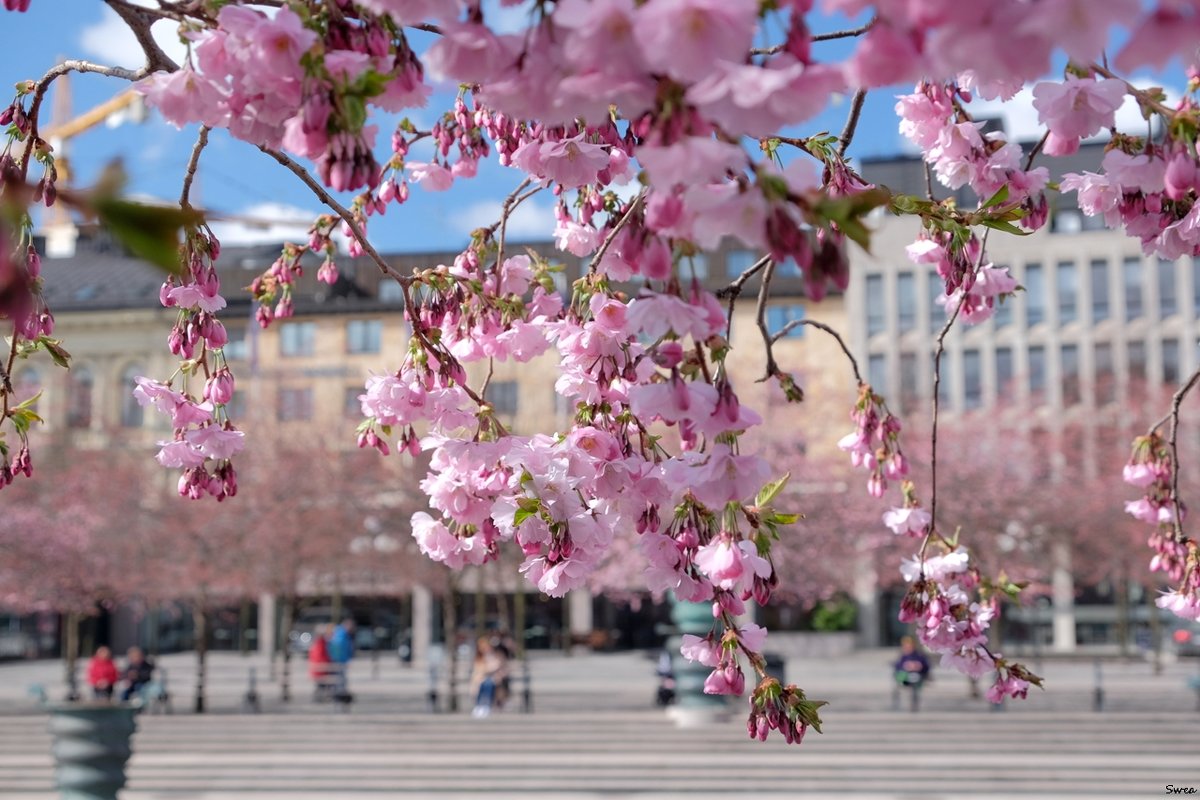В Стокгольме Весна! - wea *