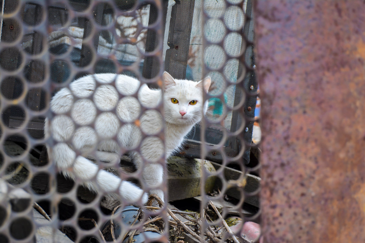 белый котик за забором - Света Кондрашова