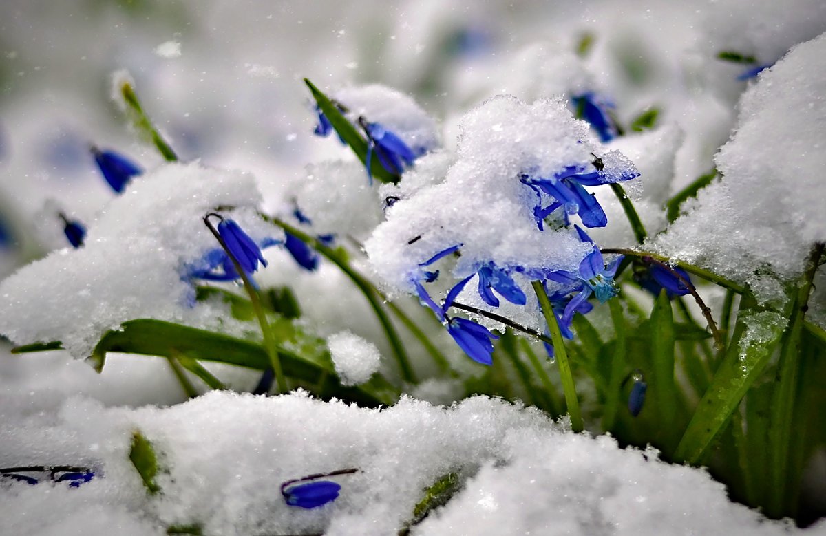 вот и пришла весна (зима) - Сергей Розанов