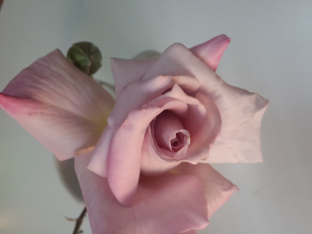 Красавица роза - Ирина 