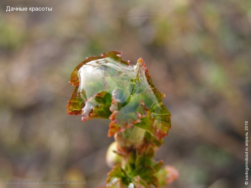 Капля воды на неразвернувшемся листе смородины - Тамара Буйлова