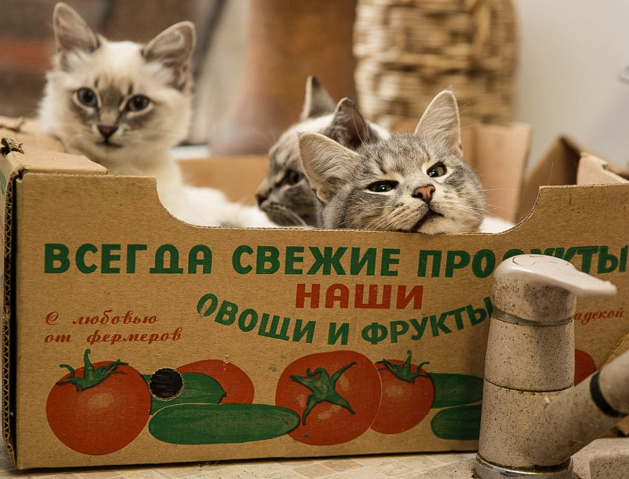"Всегда свежие продукты наши овощи и фрукты!" (упражнение ЮМОР) - ОЛЕГ КАРАУЛОВСКИЙ