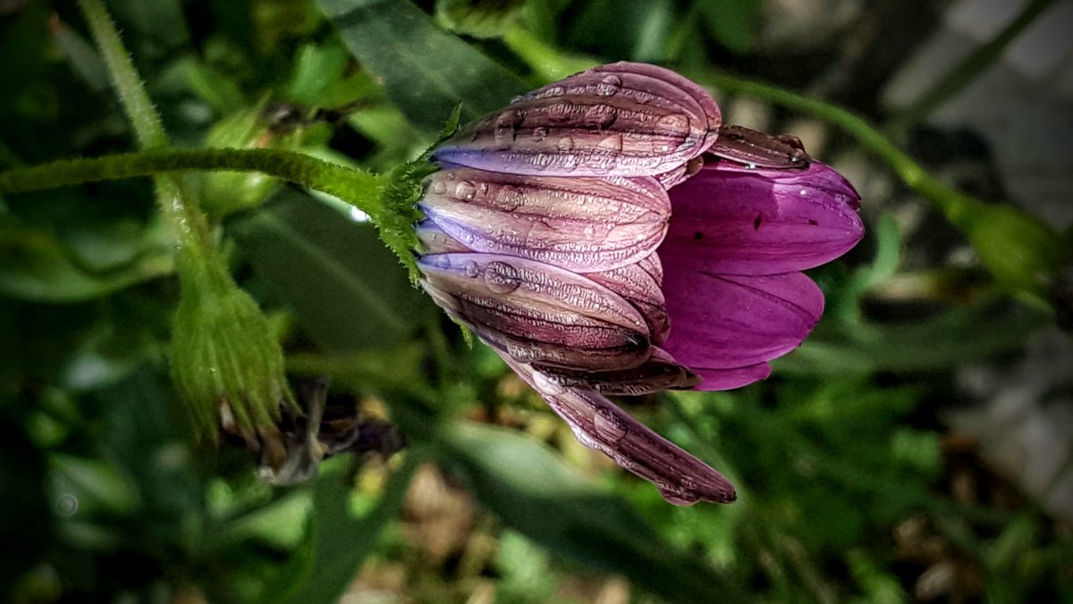 Цветок в каплях дождя - Ирина 