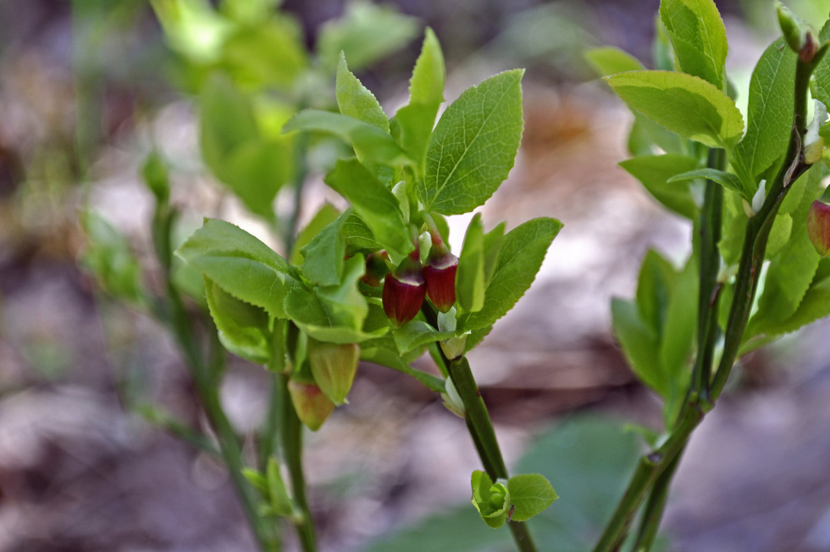 bush cranberries - Наталия Рой