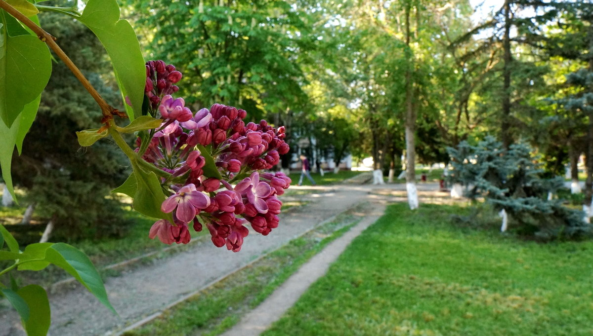 Плыл по городу запах сирени.... - Надежда 