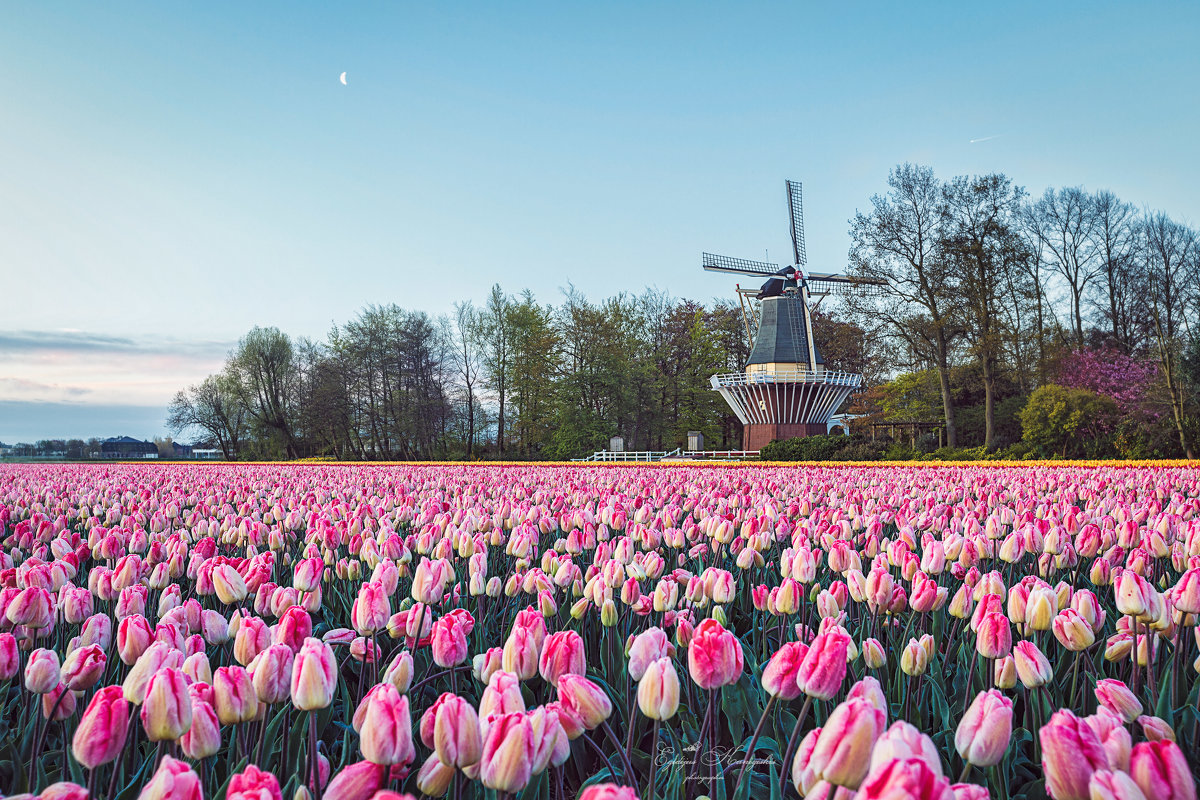 Keukenhof - egis kunigiskis