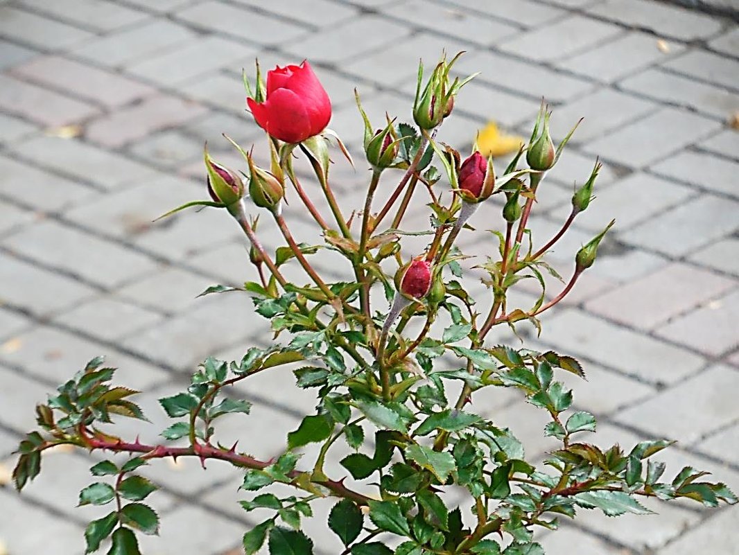 Королева бордюров - Маргарита Батырева