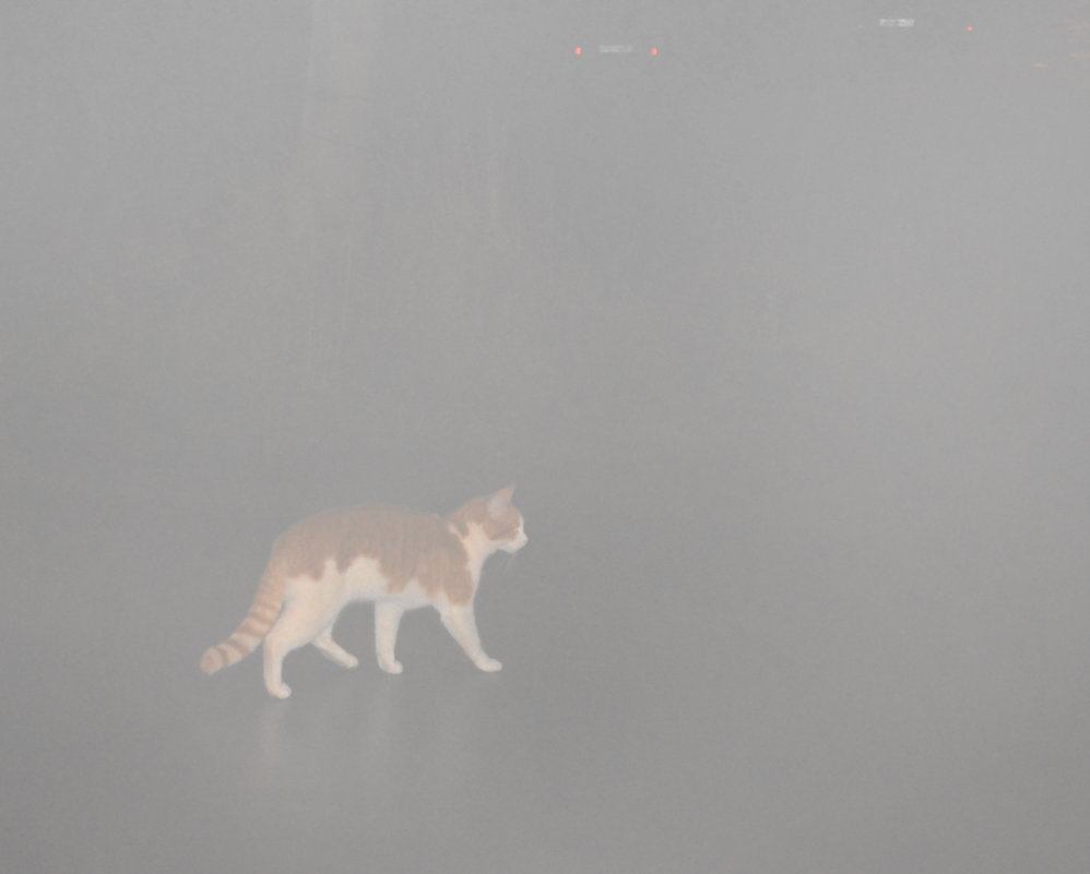 Кот в тумане. - Марина Никулина