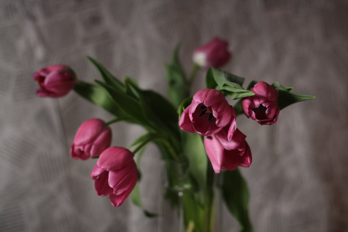 Тюльпаны - Наталия 