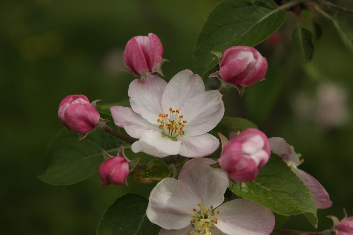 Цветок яблони - shabof 