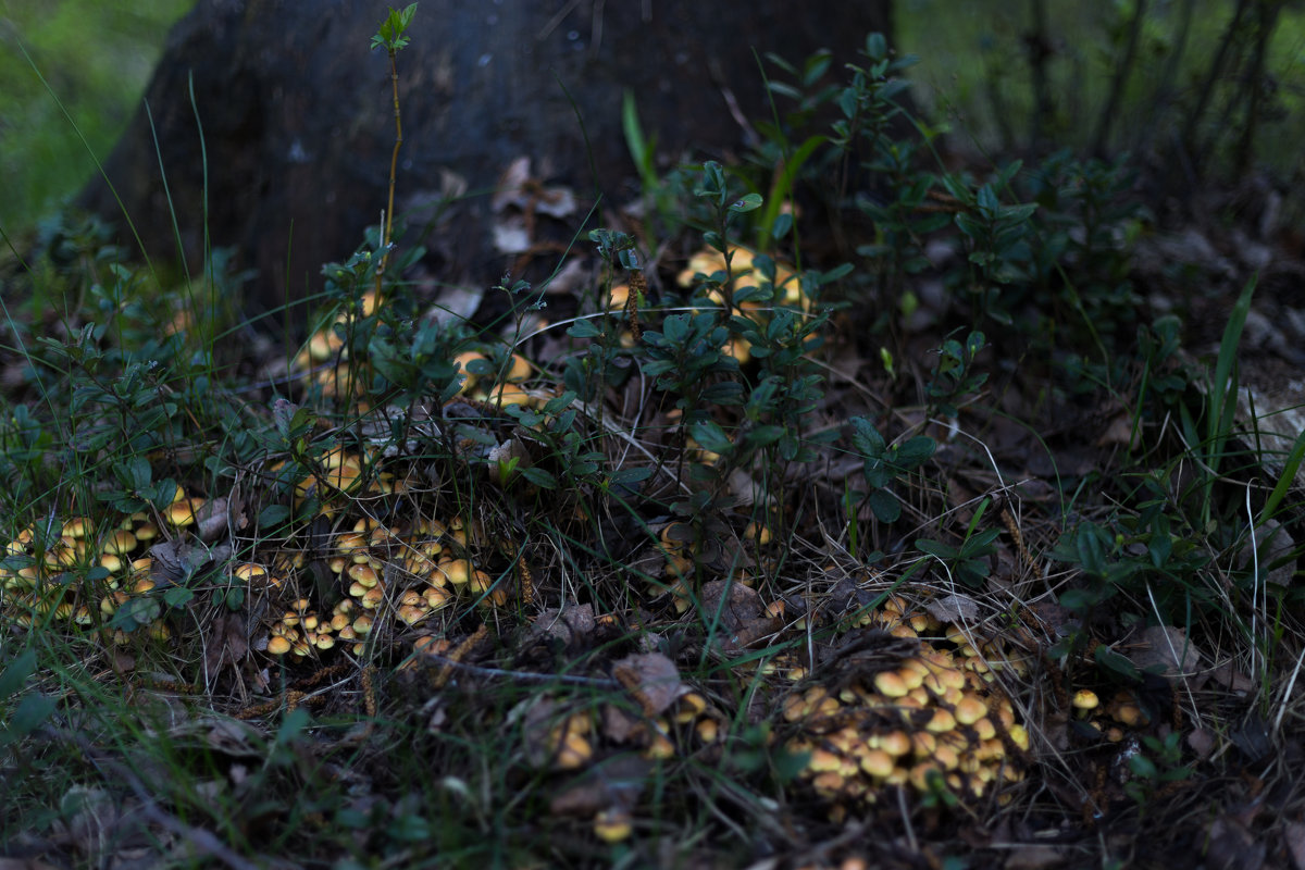 Весенние грибы - Эдуард Богомол