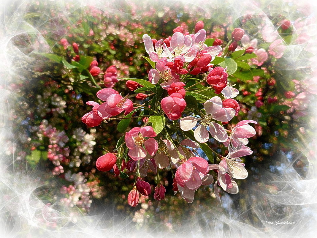 Яблоневый цвет - Nina Yudicheva