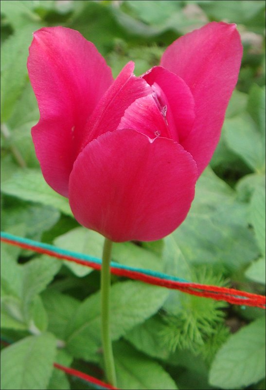 Розовый тюльпан и граница - Нина Корешкова