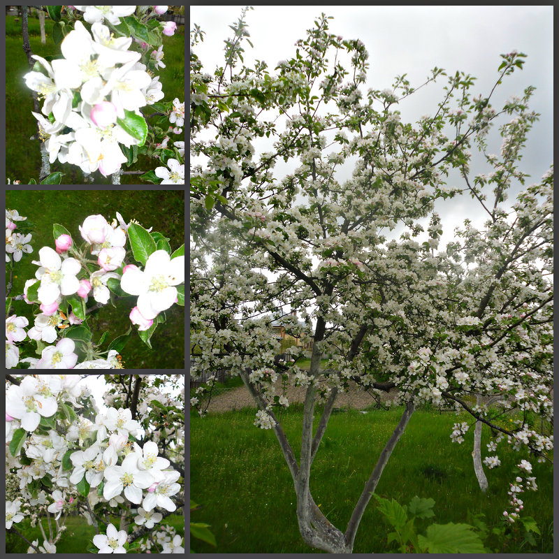 яблони в цвету - Людмила 