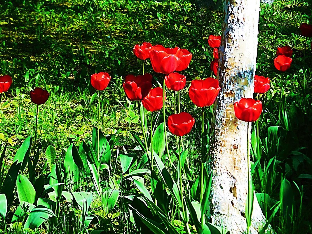 Тюльпаны у дерева - Маргарита Батырева
