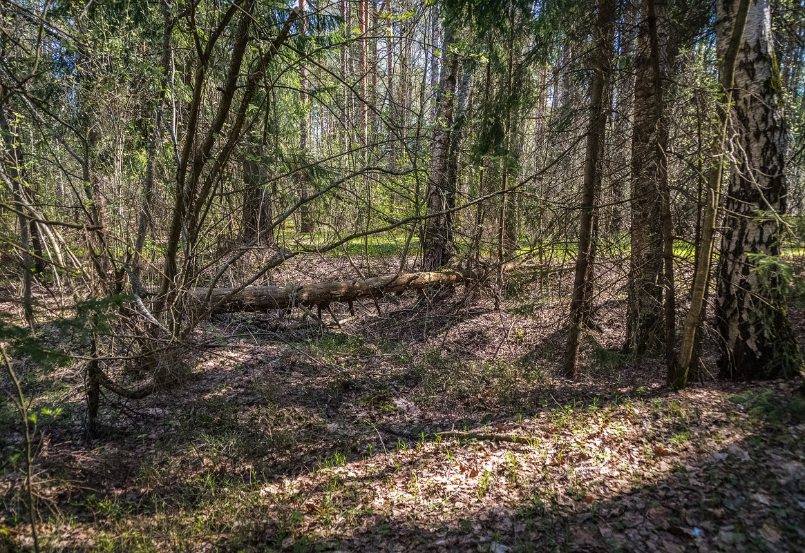 Апрельский лес - Андрей Дворников