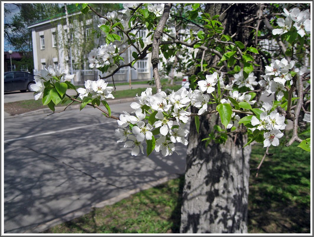 Весна в городе - muh5257 