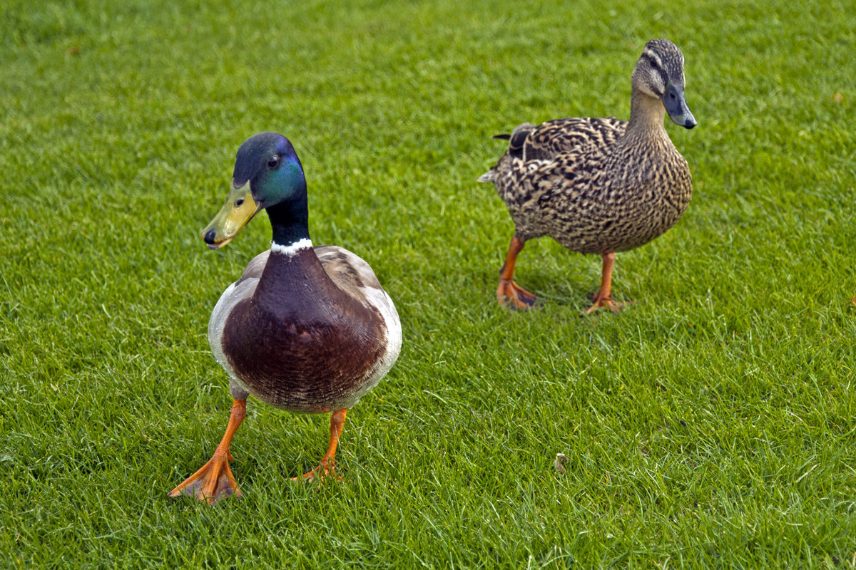 Duck's Walking - Roman Ilnytskyi