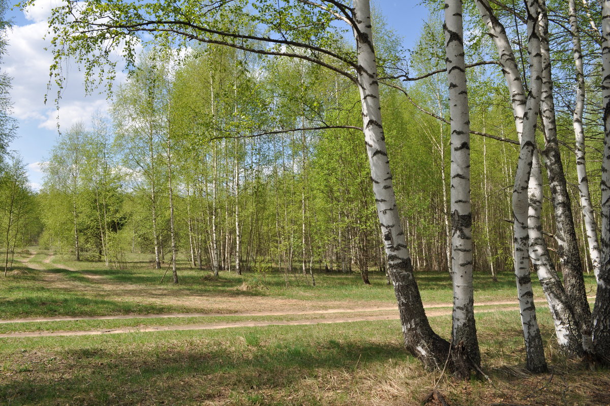 Весенняя березовая роща картинки