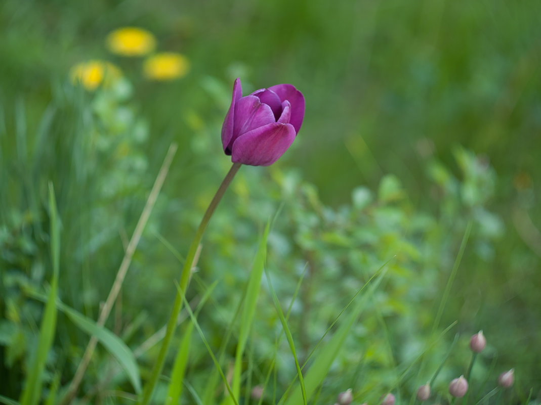 бутон тюльпана - Анастасия 