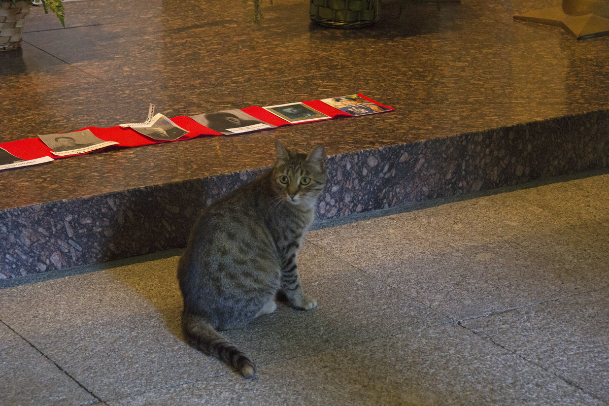 Котик в музее - Aнна Зарубина