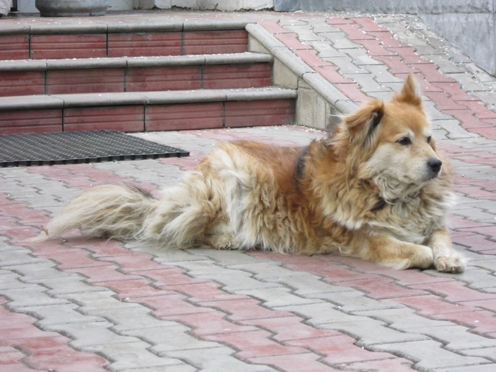 Сторожевой пёс Дон - Дмитрий Никитин