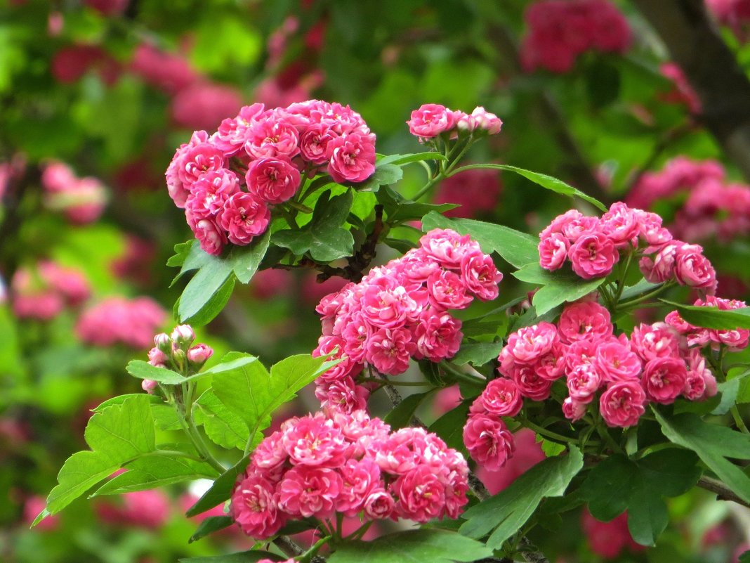 Роскошное цветение боярышника с розовыми махровыми цветами - Татьяна Смоляниченко
