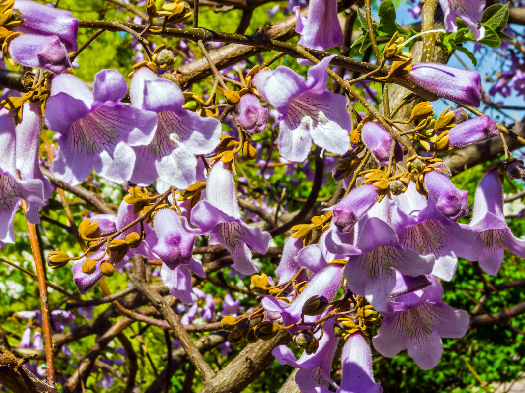 Цветы дерева Павловнии войлочной - Варвара 