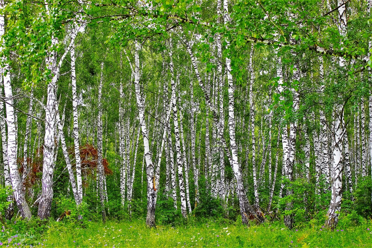 Русский лес - Сергей Чиняев 