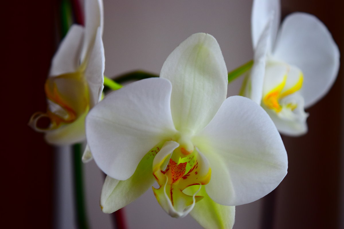 Орхидея - Мария 