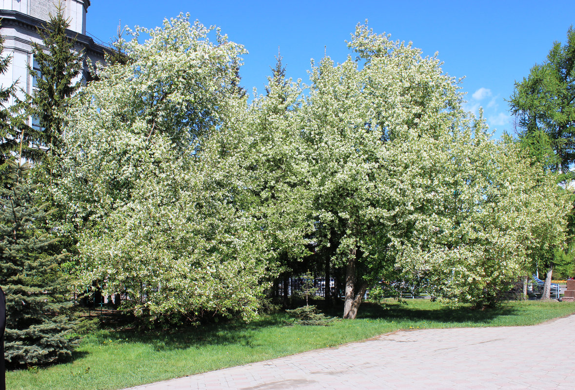 Яблони цветут Какое чудо - раиса Орловская