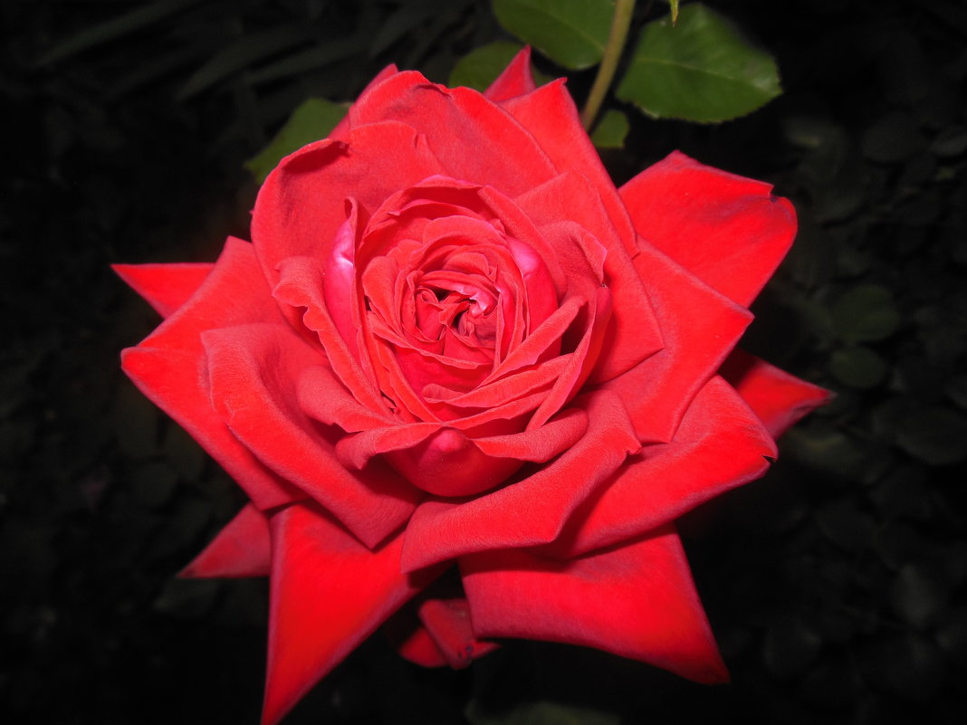 красная роза - игорь 