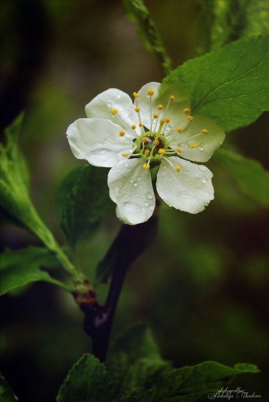 Цветок вишни после дождя. - Наталья Ткачёва